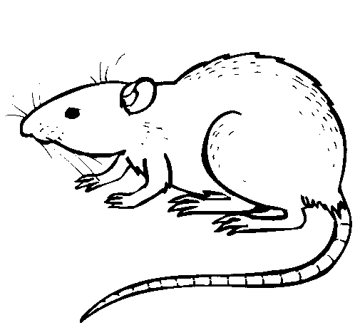 Раскраска: крыса (Животные) #15164 - Бесплатные раскраски для печати