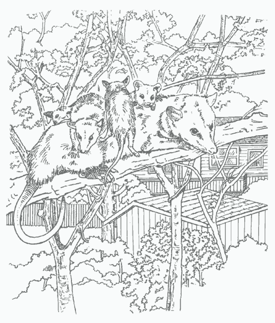 Раскраска: крыса (Животные) #15179 - Бесплатные раскраски для печати