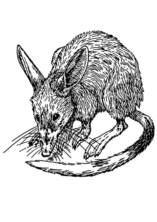Раскраска: крыса (Животные) #15182 - Бесплатные раскраски для печати