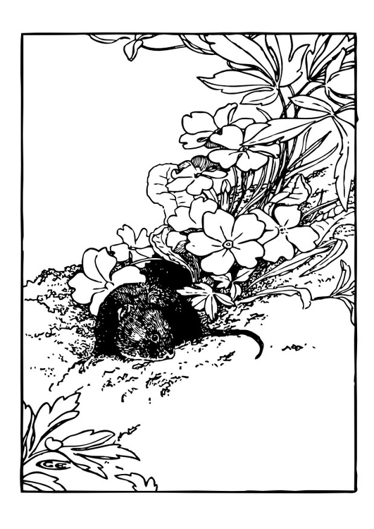 Раскраска: крыса (Животные) #15195 - Бесплатные раскраски для печати