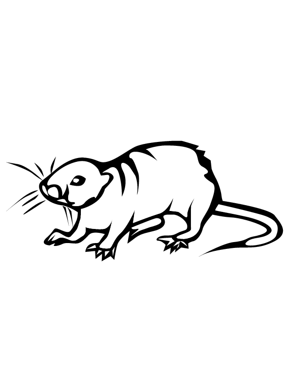 Раскраска: крыса (Животные) #15200 - Бесплатные раскраски для печати