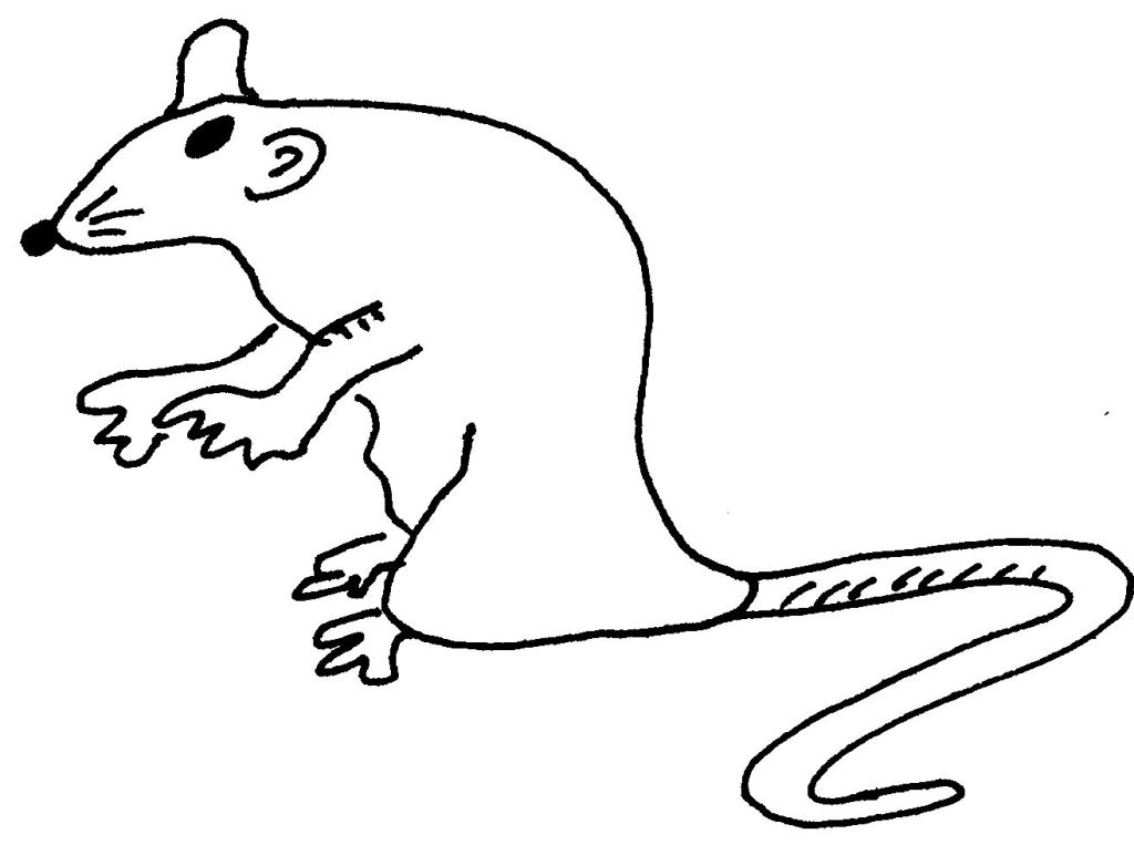 Раскраска: крыса (Животные) #15242 - Бесплатные раскраски для печати