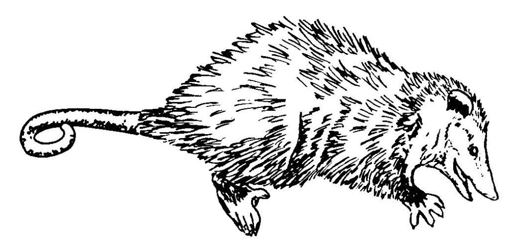 Раскраска: крыса (Животные) #15254 - Бесплатные раскраски для печати