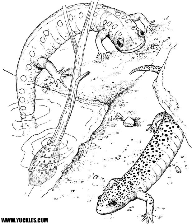 Раскраска: саламандра (Животные) #19890 - Бесплатные раскраски для печати