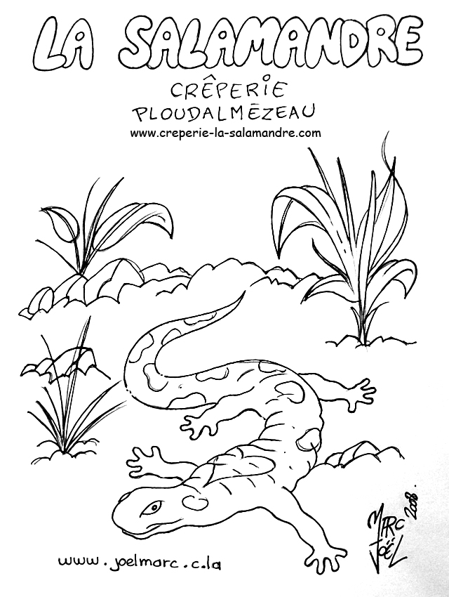 Раскраска: саламандра (Животные) #19893 - Бесплатные раскраски для печати