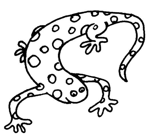 Раскраска: саламандра (Животные) #19895 - Бесплатные раскраски для печати