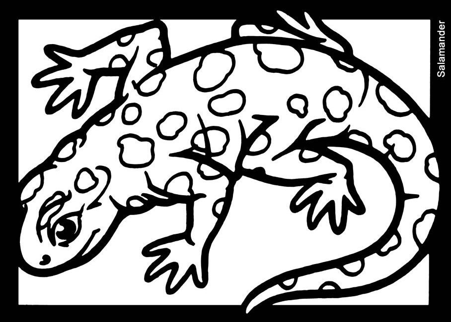 Раскраска: саламандра (Животные) #19952 - Бесплатные раскраски для печати