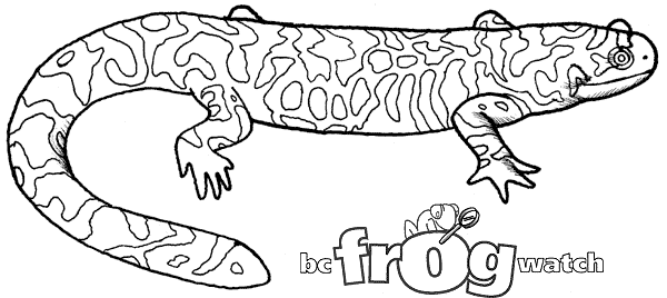 Раскраска: саламандра (Животные) #19956 - Бесплатные раскраски для печати