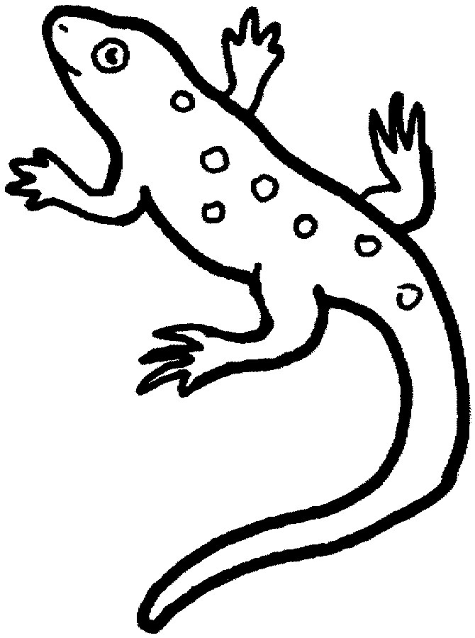 Раскраска: саламандра (Животные) #19975 - Бесплатные раскраски для печати