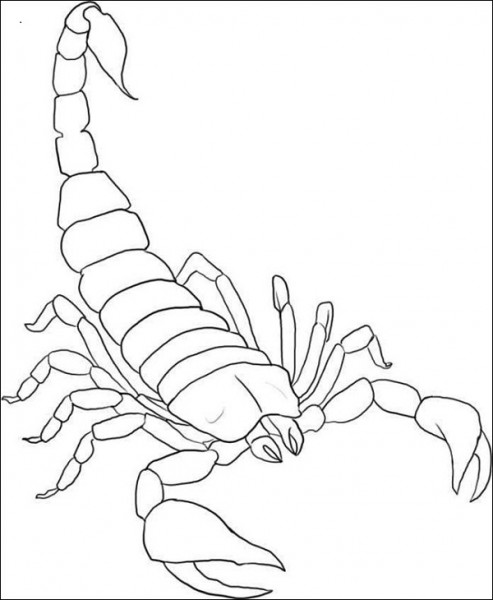 Раскраска: Скорпион (Животные) #14539 - Бесплатные раскраски для печати