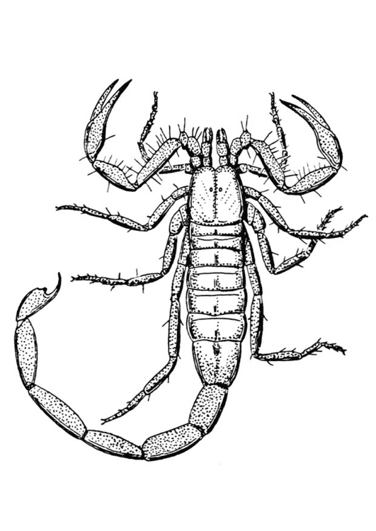 Раскраска: Скорпион (Животные) #14543 - Бесплатные раскраски для печати