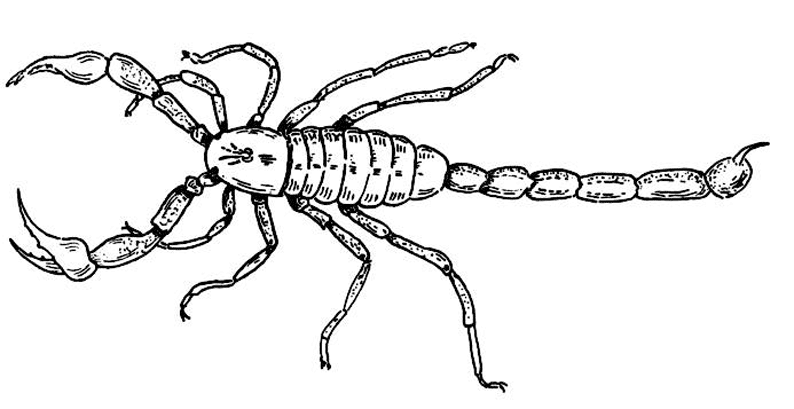 Раскраска: Скорпион (Животные) #14544 - Бесплатные раскраски для печати