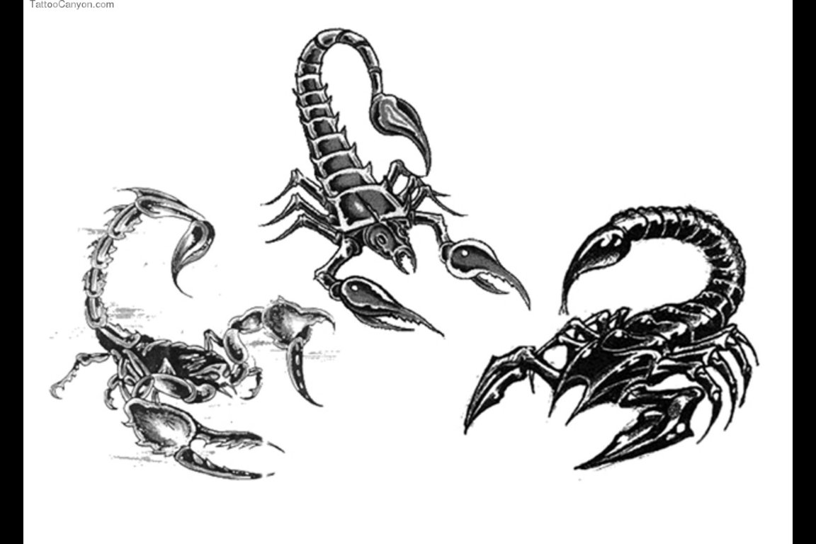 Раскраска: Скорпион (Животные) #14572 - Бесплатные раскраски для печати