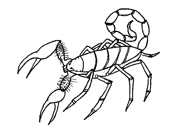 Раскраска: Скорпион (Животные) #14574 - Бесплатные раскраски для печати