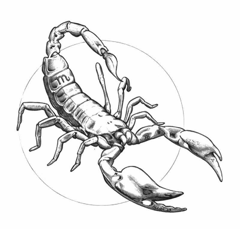 Раскраска: Скорпион (Животные) #14633 - Бесплатные раскраски для печати