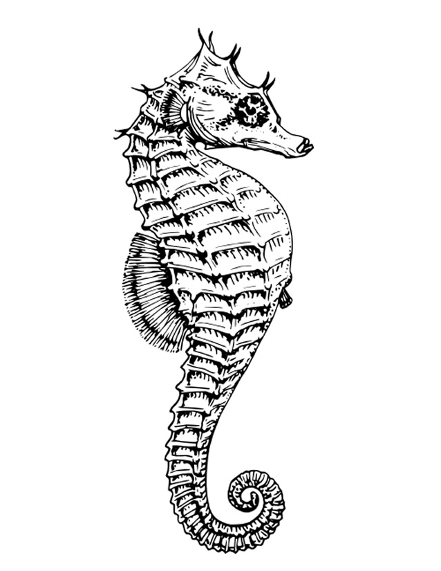 Раскраска: морской конек (Животные) #18599 - Бесплатные раскраски для печати