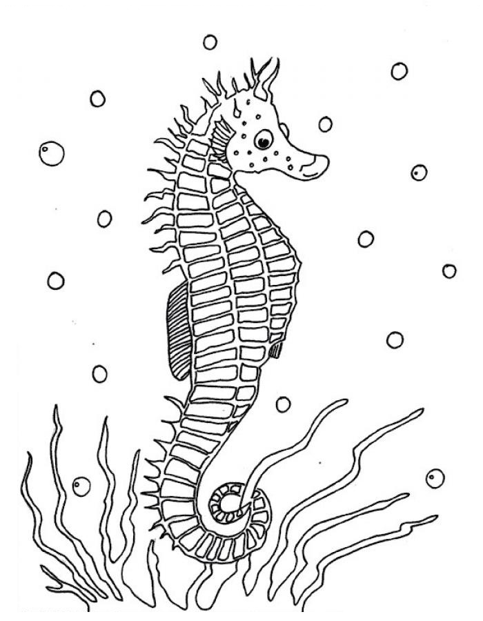 Раскраска: морской конек (Животные) #18600 - Бесплатные раскраски для печати