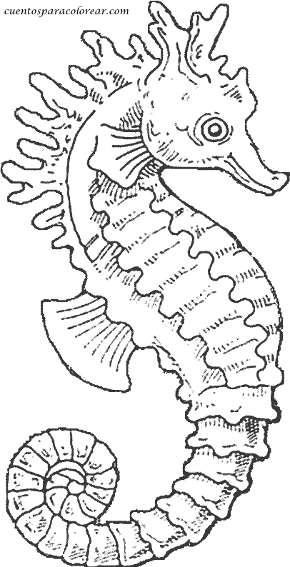 Раскраска: морской конек (Животные) #18611 - Бесплатные раскраски для печати