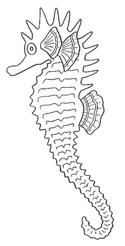 Раскраска: морской конек (Животные) #18648 - Бесплатные раскраски для печати