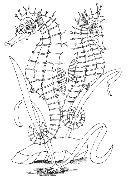 Раскраска: морской конек (Животные) #18680 - Бесплатные раскраски для печати