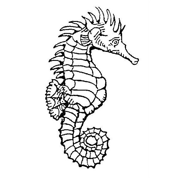 Раскраска: морской конек (Животные) #18715 - Бесплатные раскраски для печати