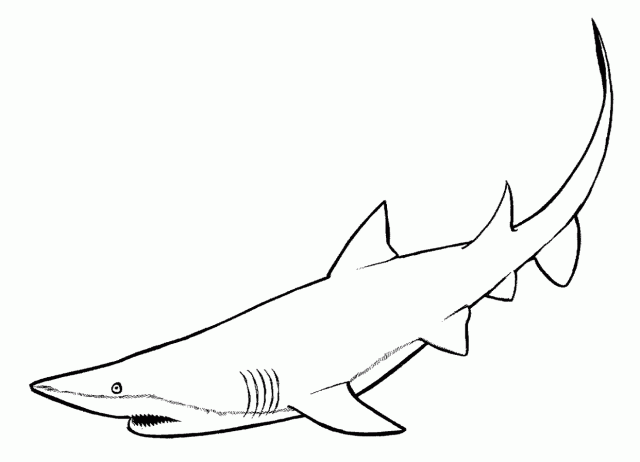 Раскраска: акула (Животные) #14770 - Бесплатные раскраски для печати