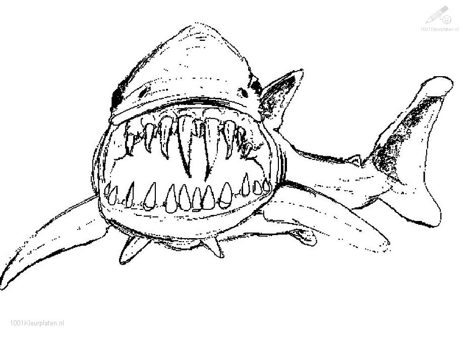 Раскраска: акула (Животные) #14775 - Бесплатные раскраски для печати