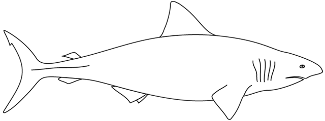 Раскраска: акула (Животные) #14793 - Бесплатные раскраски для печати