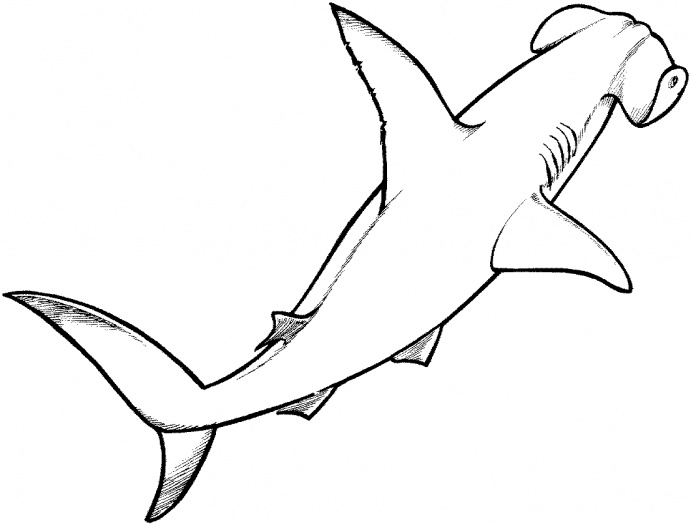 Раскраска: акула (Животные) #14798 - Бесплатные раскраски для печати
