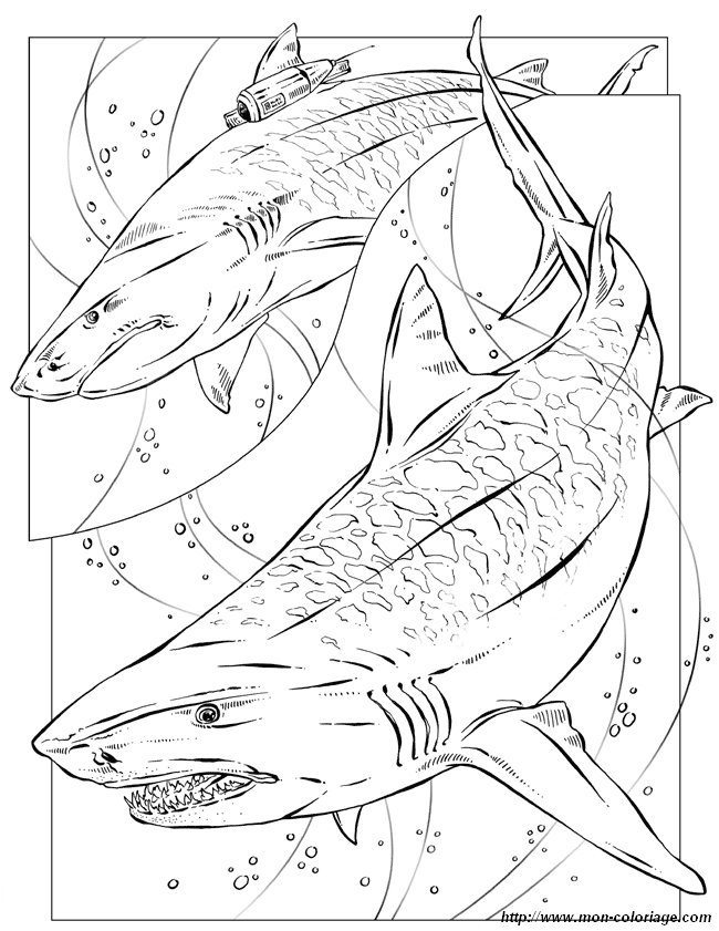 Раскраска: акула (Животные) #14799 - Бесплатные раскраски для печати