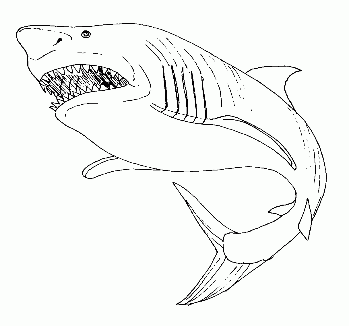 Раскраски Акулы