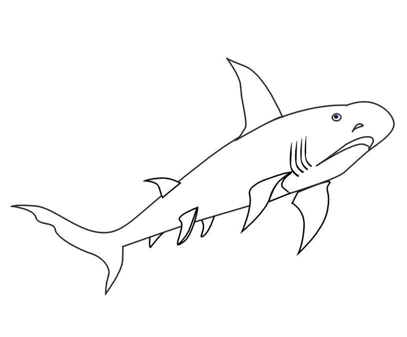 Раскраска: акула (Животные) #14851 - Бесплатные раскраски для печати