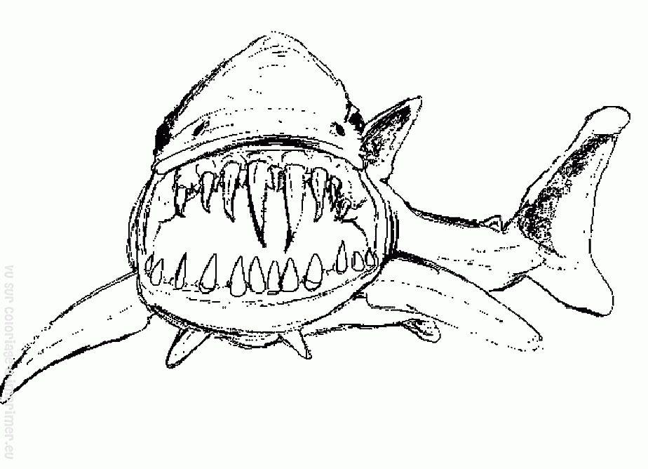 Раскраска: акула (Животные) #14857 - Бесплатные раскраски для печати