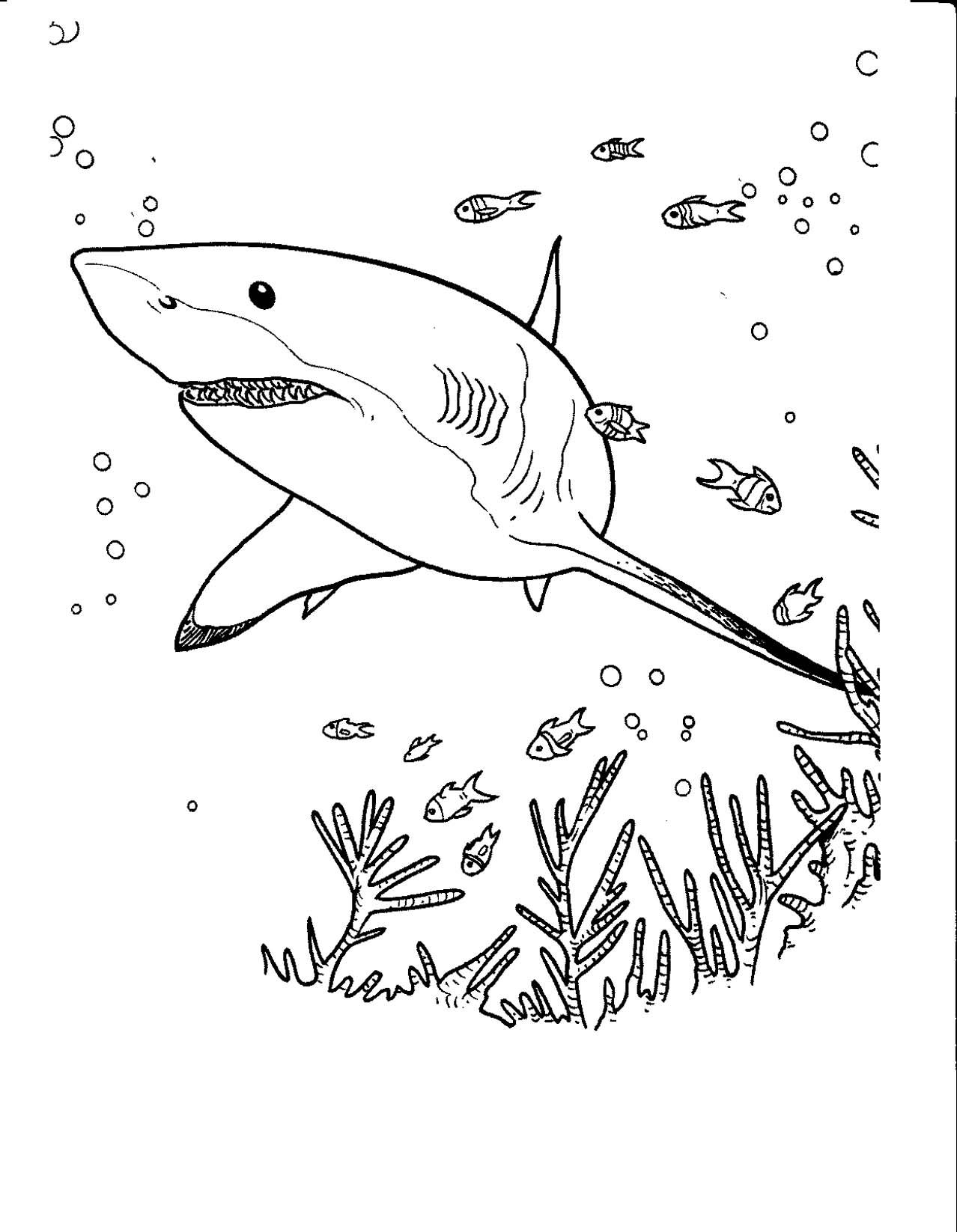 Раскраска: акула (Животные) #14858 - Бесплатные раскраски для печати