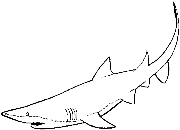 Раскраска: акула (Животные) #14871 - Бесплатные раскраски для печати