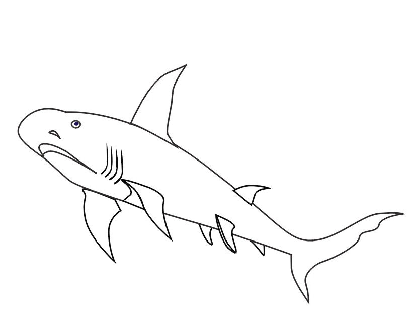 Раскраска: акула (Животные) #14882 - Бесплатные раскраски для печати