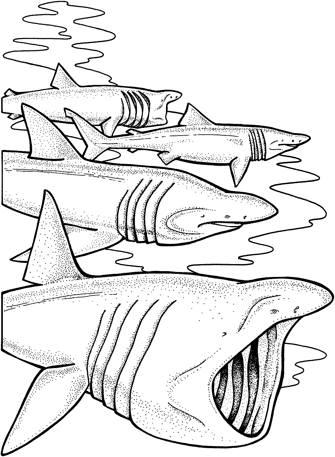 Раскраска: акула (Животные) #14902 - Бесплатные раскраски для печати
