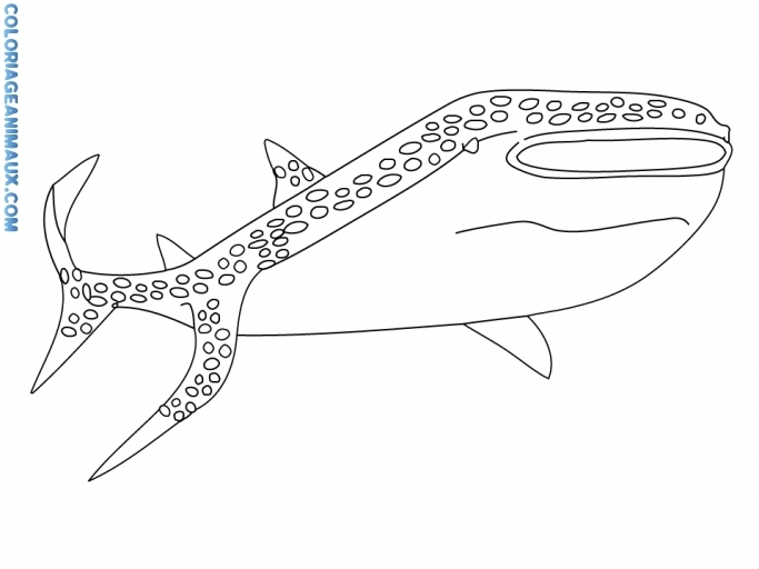 Раскраска: акула (Животные) #14905 - Бесплатные раскраски для печати