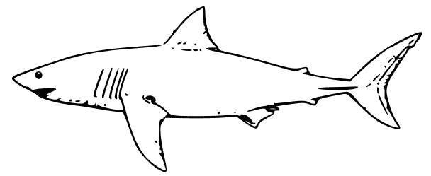 Раскраска: акула (Животные) #14910 - Бесплатные раскраски для печати
