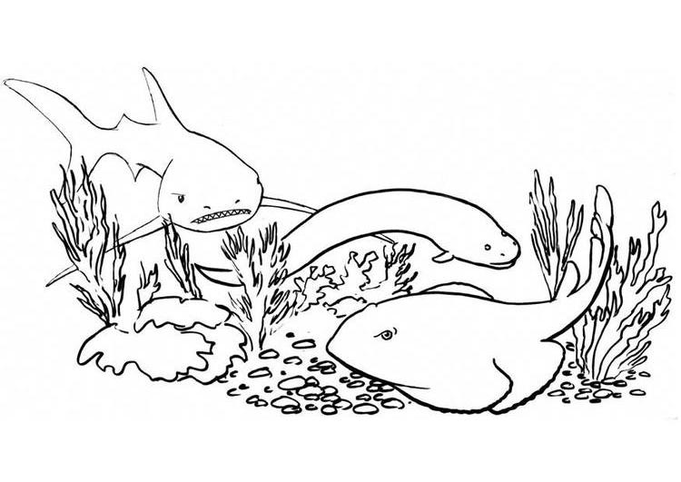 Раскраска: акула (Животные) #14912 - Бесплатные раскраски для печати