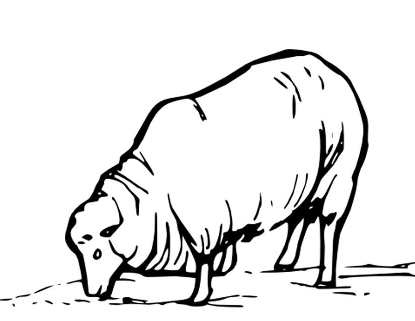 Раскраска: овца (Животные) #11410 - Бесплатные раскраски для печати