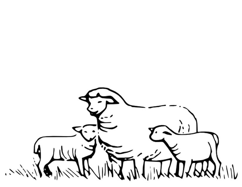 Раскраска: овца (Животные) #11415 - Бесплатные раскраски для печати