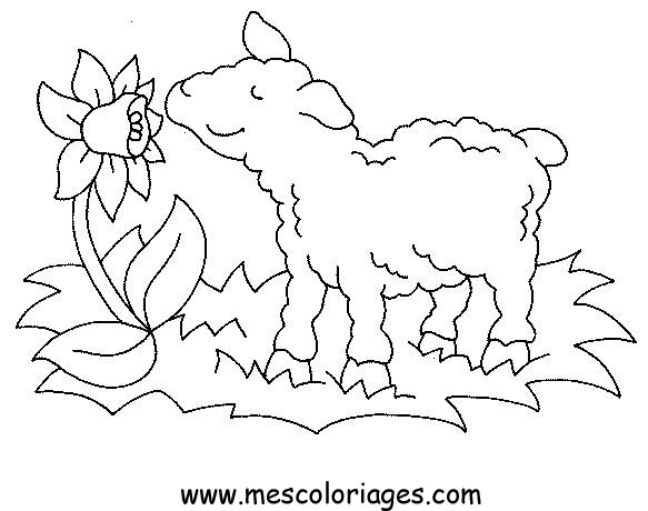 Раскраска: овца (Животные) #11458 - Бесплатные раскраски для печати