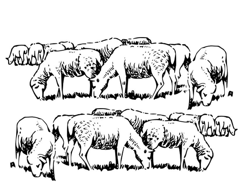 Раскраска: овца (Животные) #11504 - Бесплатные раскраски для печати