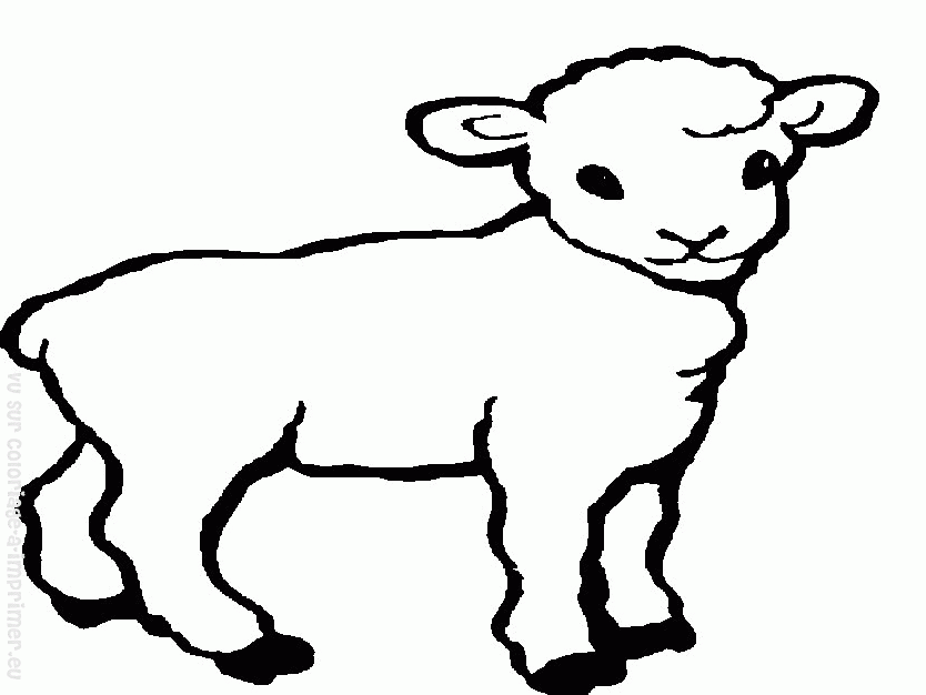 Раскраска: овца (Животные) #11505 - Бесплатные раскраски для печати