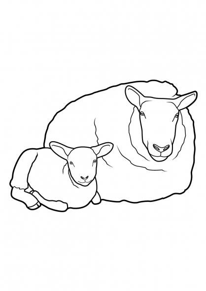 Раскраска: овца (Животные) #11521 - Бесплатные раскраски для печати