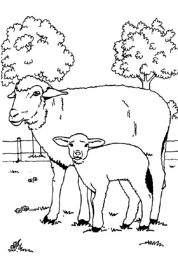 Раскраска: овца (Животные) #11544 - Бесплатные раскраски для печати