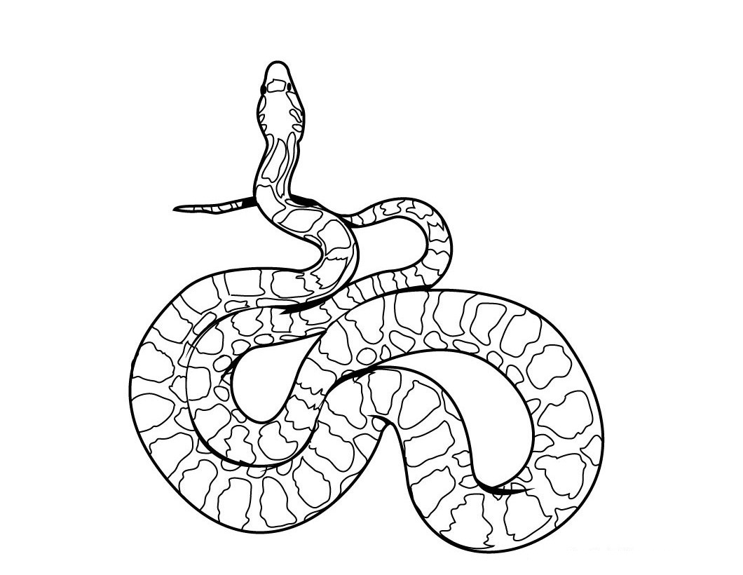 Раскраска: змея (Животные) #14337 - Бесплатные раскраски для печати
