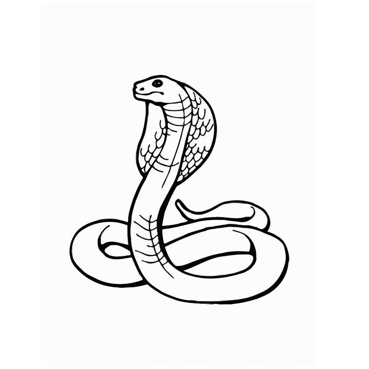 Раскраска: змея (Животные) #14341 - Бесплатные раскраски для печати