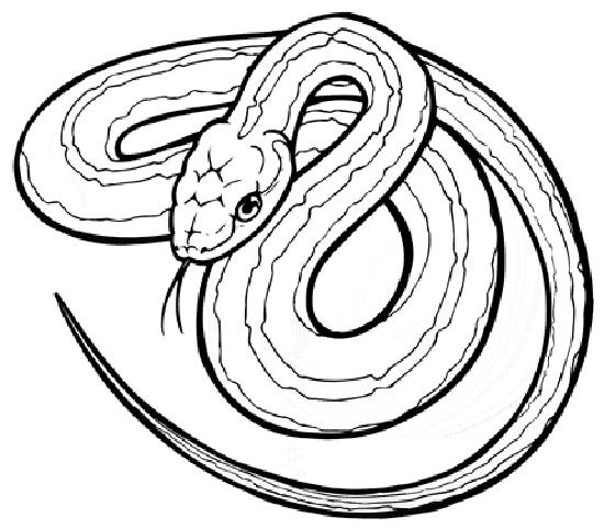 Раскраска: змея (Животные) #14361 - Бесплатные раскраски для печати